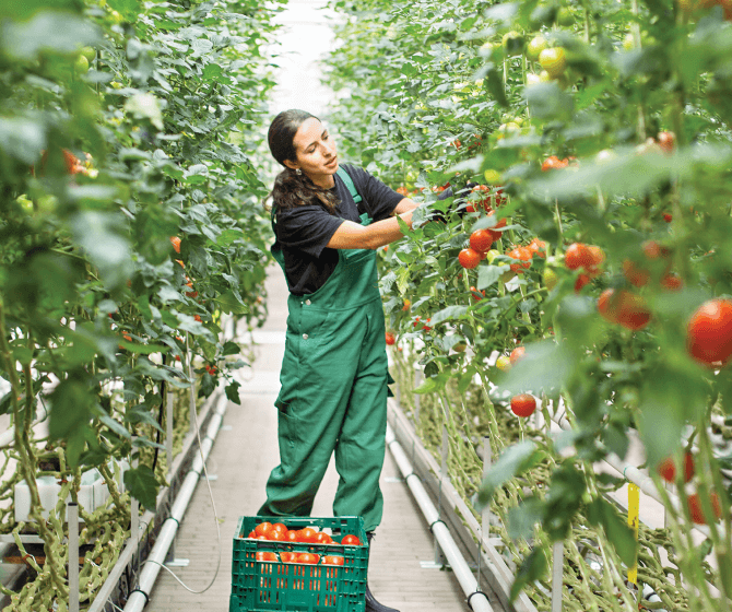 Woman in overalls picking ripe tomatoes in a large greenhouse crop.
