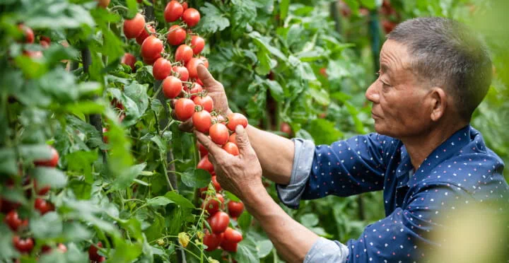 An adult examines a large vine of ripened tomatoes. 