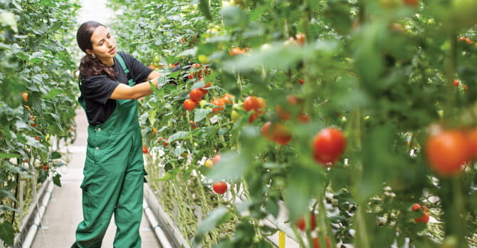 Woman in overalls picking ripe tomatoes in a large greenhouse crop