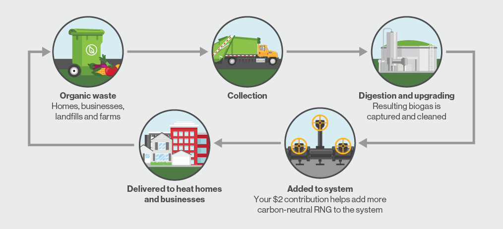 Infographic representing the cyclical process of making RNG, from organic waste, through digesting and upgrading, to being added to the natural gas system.