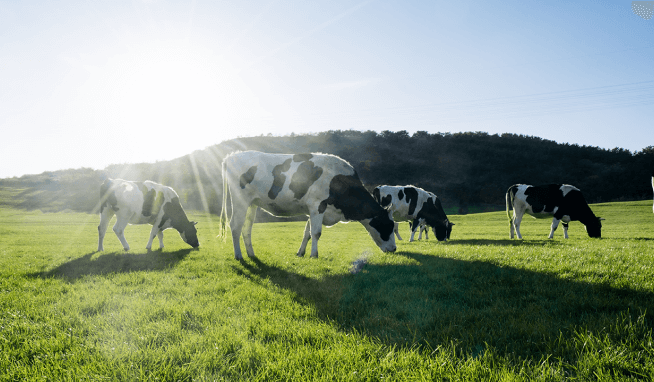 Four cows graze in a green pasture, with the sun shining brightly behind them.