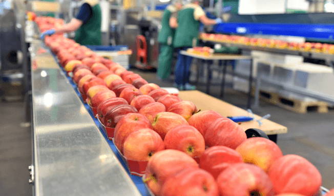 Red apples moving along a food processing assembly line.