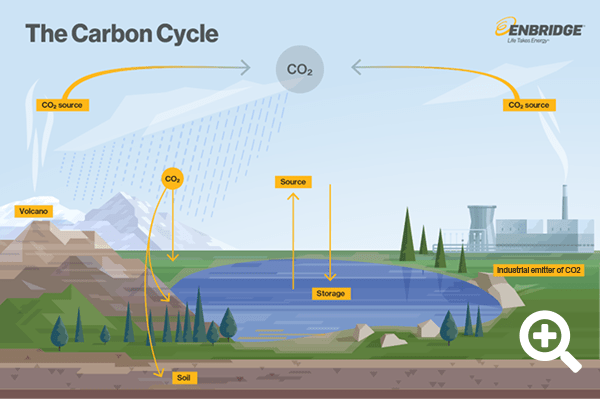 A graphical illustration of the carbon cycle