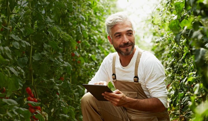 An adult wearing overalls kneels on one knee in a large greenhouse while using a tablet.