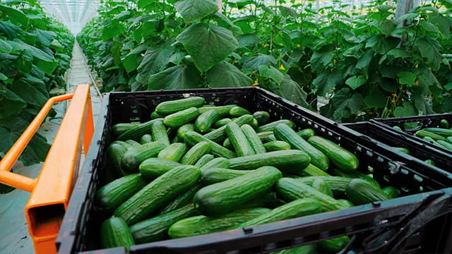 A crate transporting cucumbers in a large greenhouse