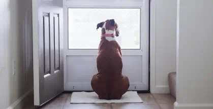 A dog sitting and looking out of the glass door